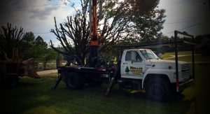 tree service, local tree service, feel comfortable about who you hire