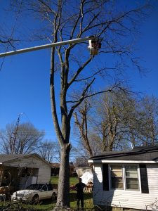 Tree Removal with No Clean-up - Before