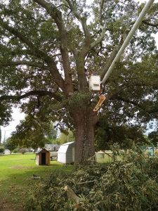 Tree Removal - Before