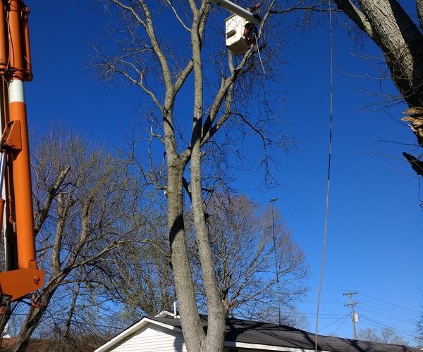 Tree Removal with No Clean-up - Before