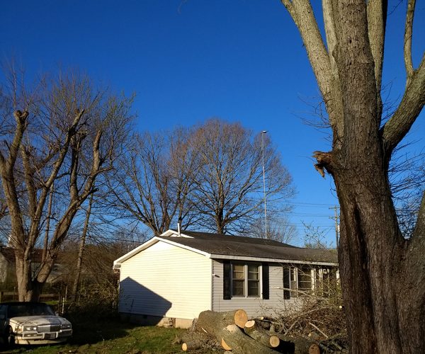 Tree Removal with No Clean-up - After