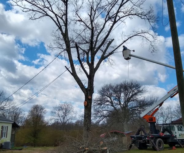 Tree Removal - Before